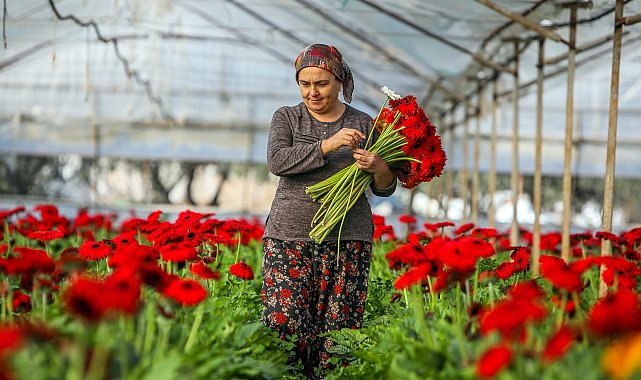 Antalya'da üretilen 850 milyon dal çiçeğin yüzde 75'i ihraç edildi
