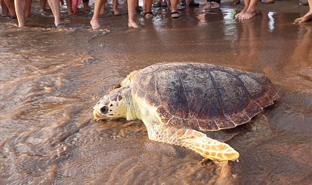 Arka yüzgeci ampute edilen 'Atlas', dünyayı dolaşıyor