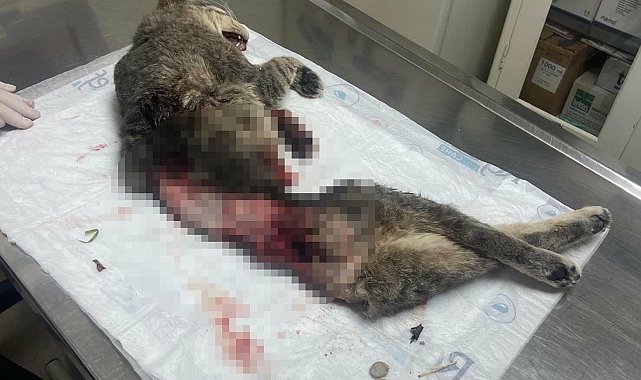 Bodrum'da kedi, derisi yüzülmüş, kuyruğu kesilmiş halde ölü bulundu