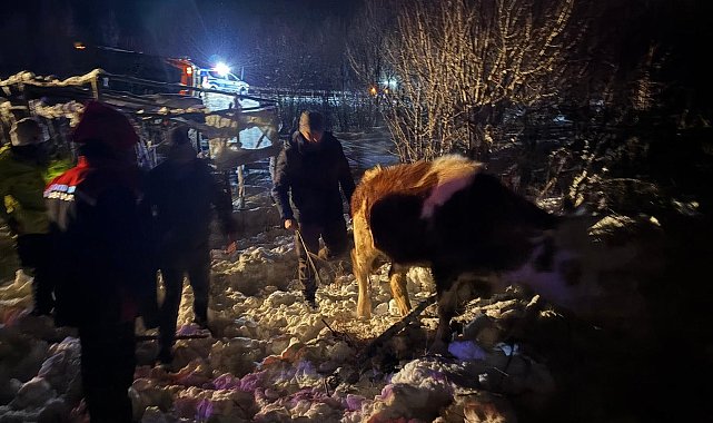 Büyükbaş yüklü TIR şarampole devrildi