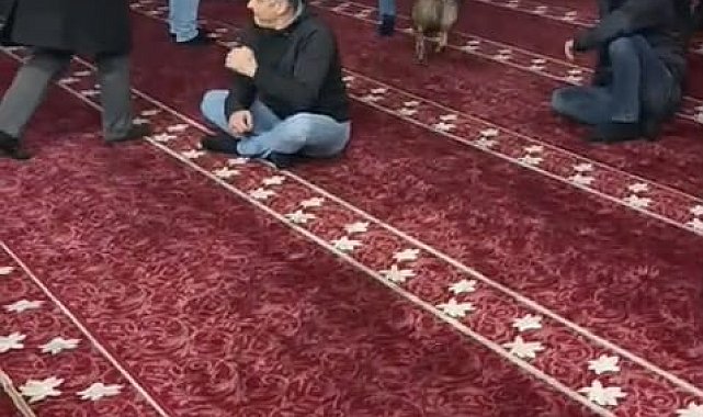 Camiye giren sokak köpeği, cemaatin arasında dolaştı