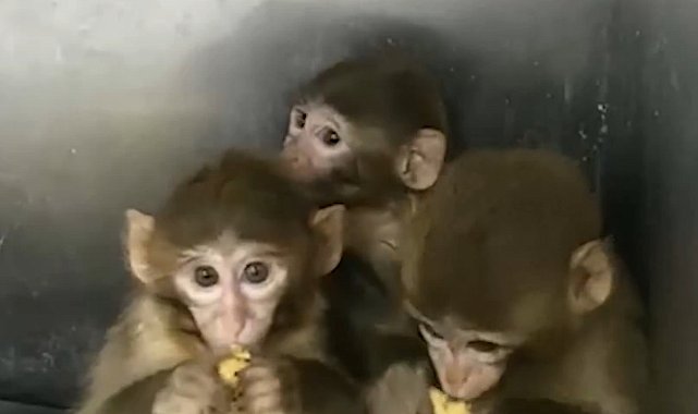 Denetimde ele geçirilen 3 makak maymunu koruma altına alındı