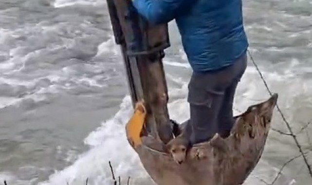 Dere yatağında mahsur kalan yavru köpek kurtarıldı