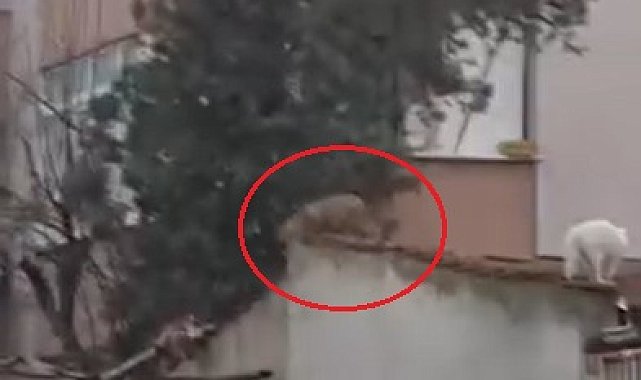Evlerin bahçe duvarlarının üstünde gezen tilki kamerada