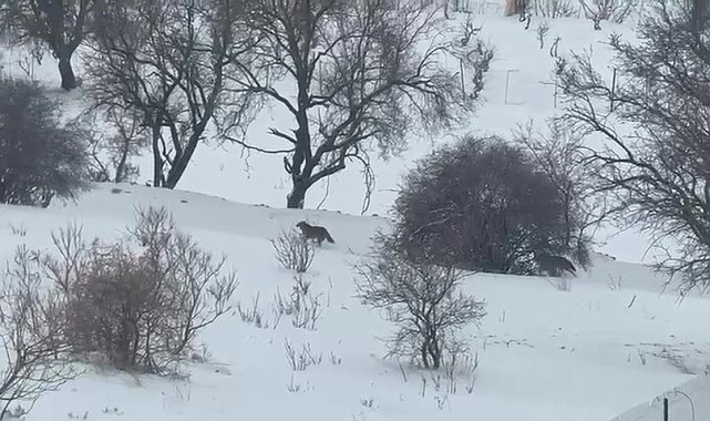 Gercüş'te aç kalan kurtlar, yerleşim alanına indi