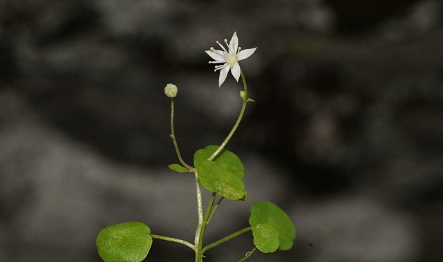 İzmir'de endemik bitki türü keşfedildi; İzmir göbek otu