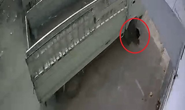 Kamyonetiyle kediyi ezen sürücüye 1 ay hayvan barınağında çalışma cezası