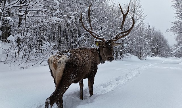 Karla kaplı yaylada yürüyen geyik dron kamerasında