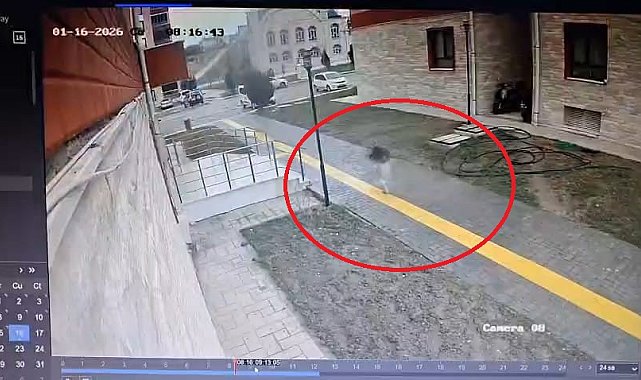Karne almaya giderken sokak köpekleri peşine takılınca apartmana sığındı