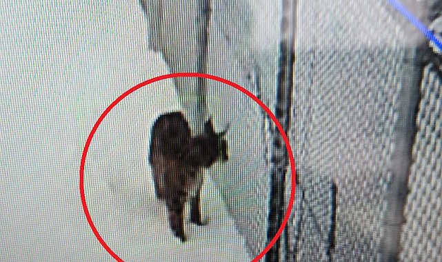 Kayseri'de mahsur kalan vaşak kurtarıldı