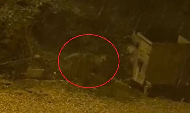 Mahalleye inen tilki çöp konteyneri etrafında görüntülendi