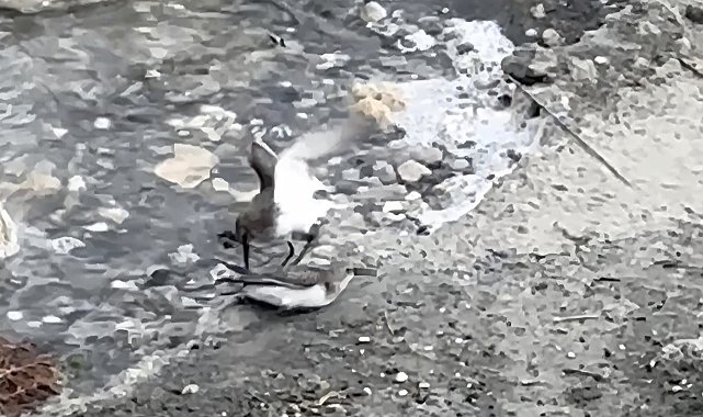 Milleyha'da kara karınlı kum kuşlarının yiyecek mücadelesi