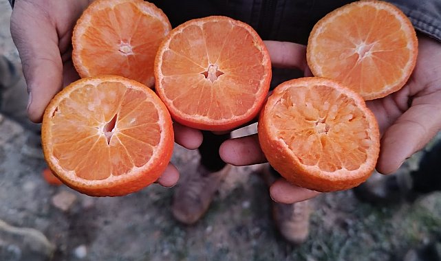 Narenciye üretiminin yüzde 40'ını karşılayan Adana'da ürünü don vurdu