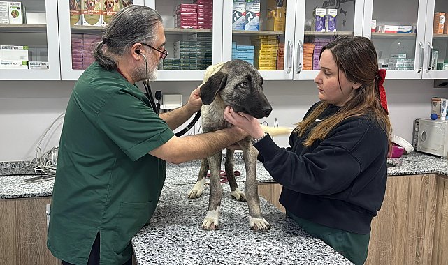 Ordu'da 10 gün içerisinde 3 sokak köpeği 'domuz kurşunu' ile vuruldu