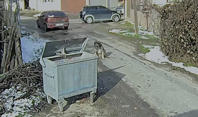 Otomobilin üzerinden geçtiği köpeğin vücudunda yüzlerce saçma izine rastlandı