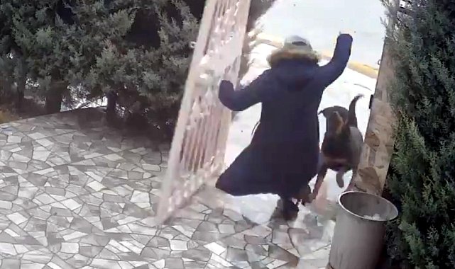 Sahipsiz köpeklerin saldırdığı kadını komşusu kurtardı