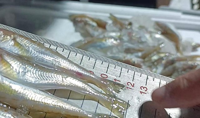 Samsun'da yasal avlanma boyunun altında olan 2,6 ton mezgit ele geçirildi