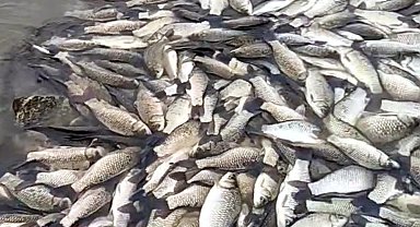 Tekirdağ'da gölette balık ölümlerine inceleme