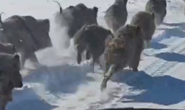 Van'da mahalle yakınına inen domuz sürüsü görüntülendi