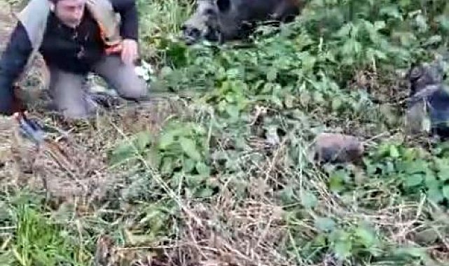 Vurulan domuz avcılara saldırdı; o anlar kamerada