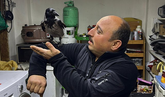 Yaralı halde bulup tedavi ettirdiği karga, iş yerinde yanından ayrılmıyor