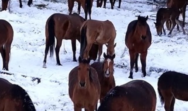 Yiyecek bulamayan yılkı atları kent merkezine indi