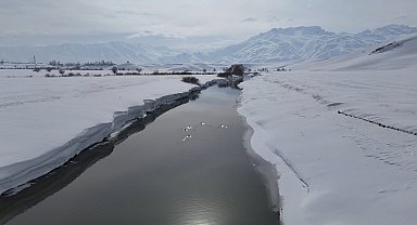 Yüksekova'da ördekler, yüzeyi kısmen buz tutan derede yüzdü