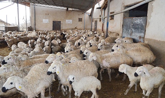 'Aksaray'da, 1 milyon küçükbaş varlığı var'
