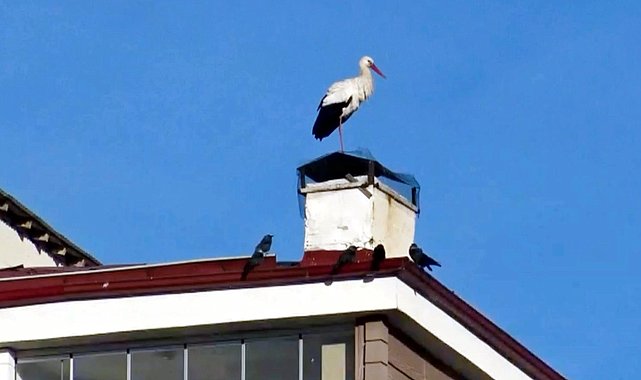 Ardahan'da 'baharın müjdecisi' leylekler erken geldi