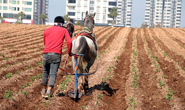 Atlara bağladığı sapanlarla yabani otları temizledi; tepkilere yol açtı