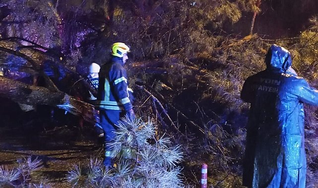 Aydın'da seyir halindeki otomobilin üzerine ağaç devrildi; çift yaralandı