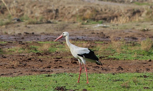 Aydın'da yılın ilk leyleğini gördü, bir çuval un kazandı