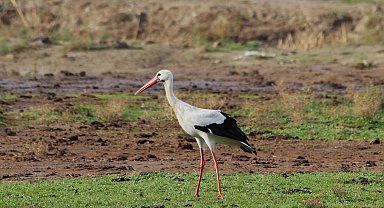 Aydın'da yılın ilk leyleğini gördü, bir çuval un kazandı