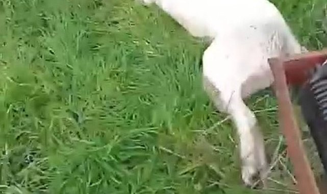 Bahçesine giren sokak köpeğini tüfekle vurup öldürdü