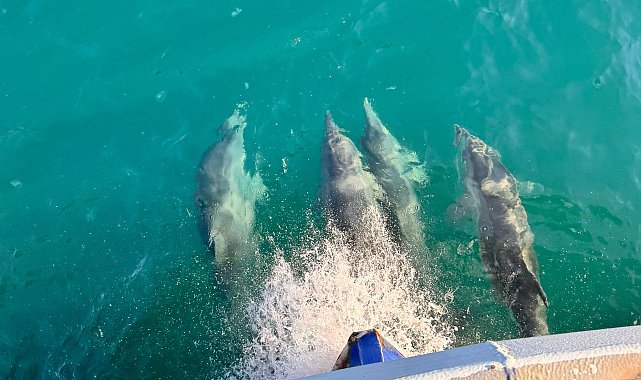 Balıkçı teknesine eşlik eden yunuslar kamerada