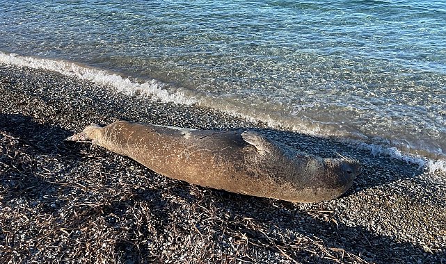 Bodrum'da kıyıda uyuyan fok ilgi odağı oldu