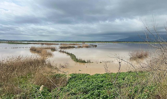 Büyük Menderes Nehri yine taştı; Söke Ovası'nı su bastı