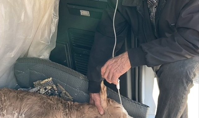 Buzağısının serumu bitene kadar başından ayrılmadı, uzun hava okudu