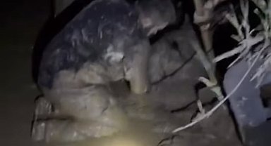 Çamura saplanan 30 koyun kurtarıldı, 2 koyun öldü