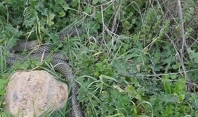 Çanakkale'de yaklaşık 2 metrelik yılan cep telefonu kamerasıyla görüntülendi
