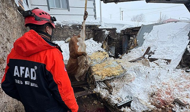 Çatısında kar biriken 2 ahır çöktü; 4 büyükbaş hayvan öldü