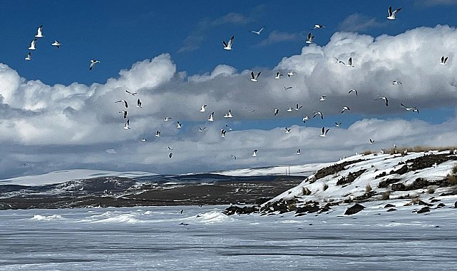 Çıldır Gölü'ne martılar erken geldi, buzla karşılaştı