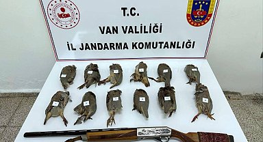 Durdurulan araçta ruhsatsız av tüfeği ile vurulmuş 12 kınalı keklik ele geçirildi