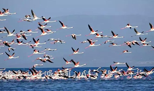 Flamingoların konaklandığı Van Gölü'nde geri çekilme ile birlikte adacıklar oluştu