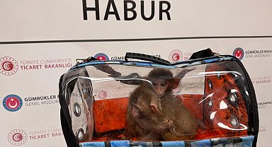 Gümrükler Muhafaza ekipleri, 2025'te 85 bin 342 canlı hayvan ele geçirdi