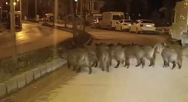 Hatay'da yaban domuzu sürüsü yerleşim yerine indi