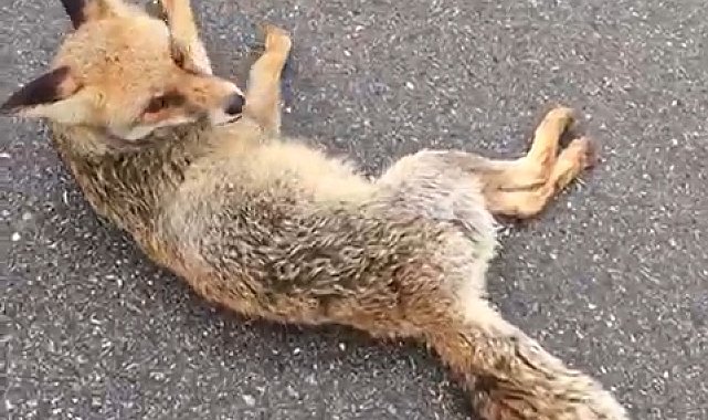 Hatay'da yaralı tilki tedaviye alındı