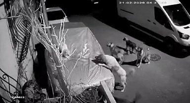 İstanbul- Başakşehir ve Beylikdüzü'nde sokak köpeklerinin saldırısı kamerada