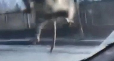 İstanbul - Başakşehir'de yolda ilerleyen araca fare atladı; sürücü polis çevirmesine girince kaçtı