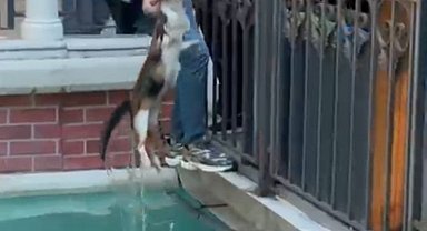 İstanbul - Gaziosmanpaşa'da süs havuzunda mahsur kalan kedi kurtarıldı